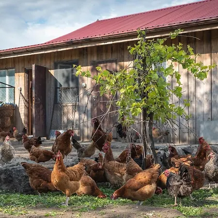 Gawrys Lejlighed Sasino